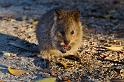 012 Rottnest Island, quokka